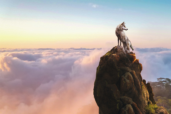 新時代的狼性精神！