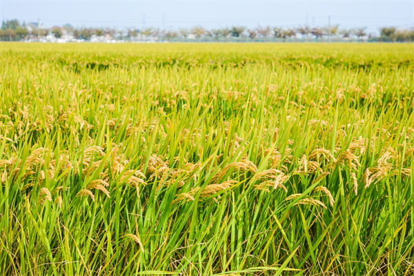 制造業(yè)分析：再這樣熱下去，全球的早餐都“懸了”